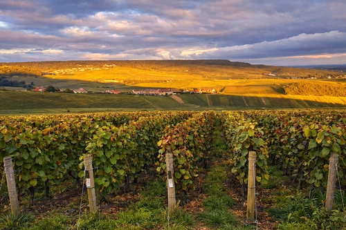 Tuk-tuk blanc devant le panorama des vignobles de Champagne